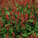 Persicaria amplexicaulis (6 stuks)