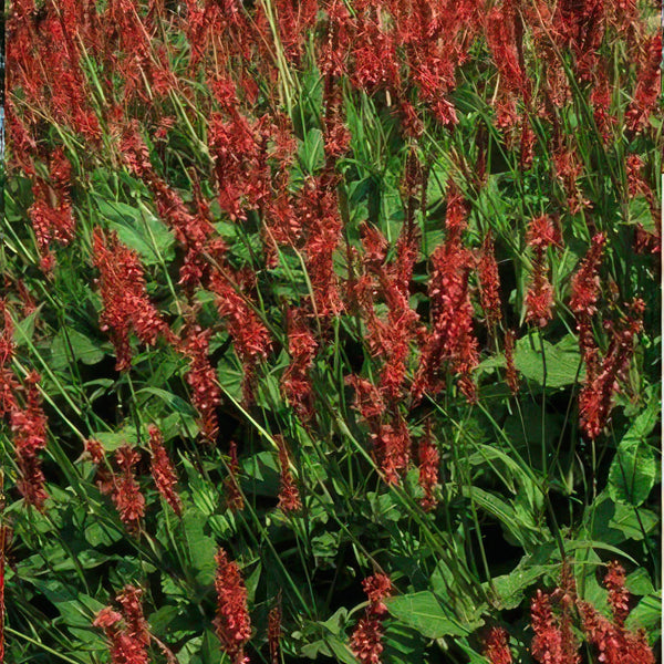 Persicaria amplexicaulis (6 stuks)