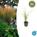 Calamagrostis acutiflora 'Karl Foerster' (6 stuks)
