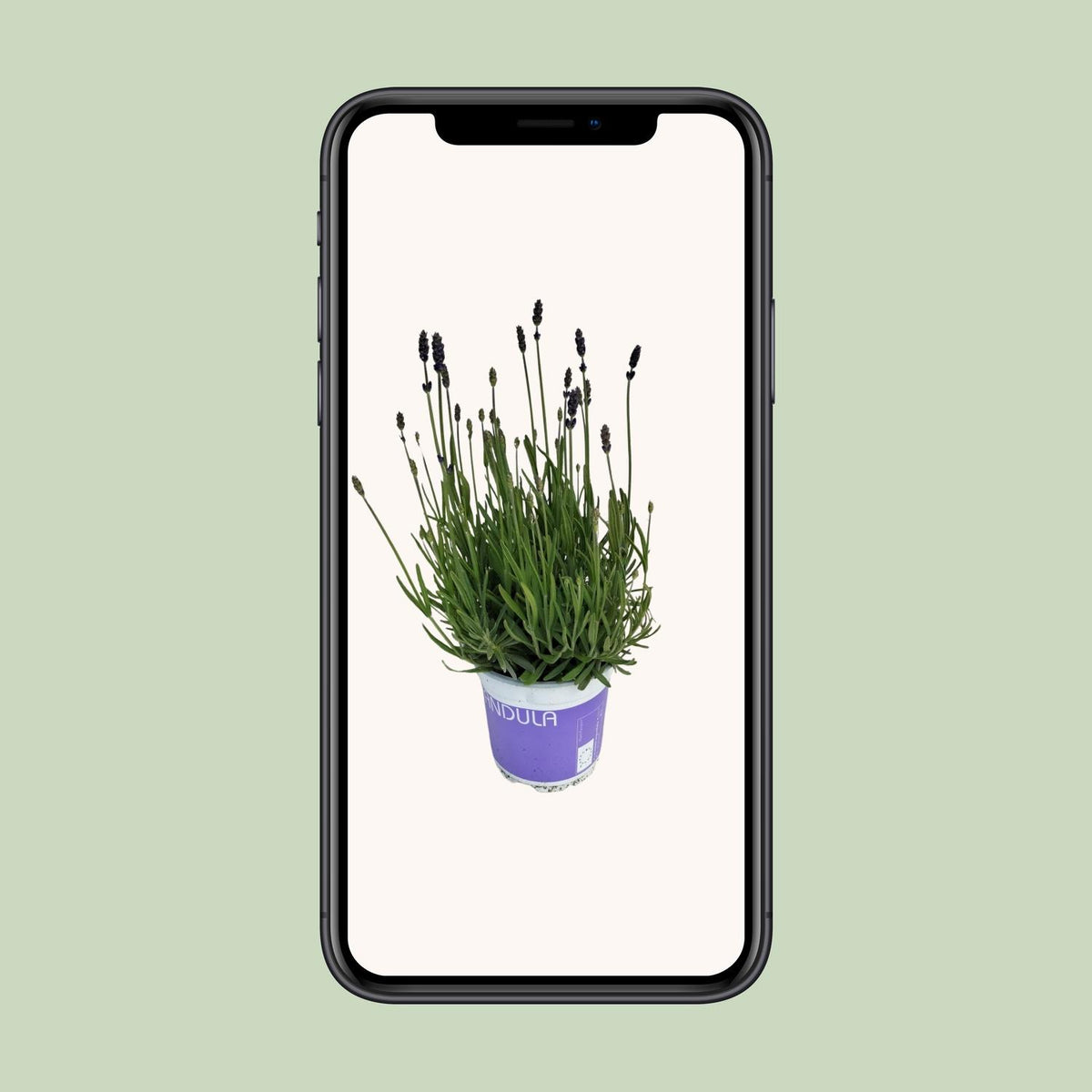 Lavandula angustifolia 'Hidcote' (1 stuk)