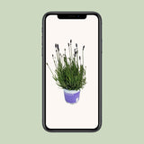 Lavandula angustifolia 'Hidcote' (1 stuk)