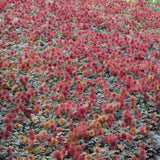 Acaena microphylla 'Kupferteppich' (6 stuks)