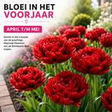 Tulpenbollen Bombastic Red Rode Pioentulp – Dubbelbloemig