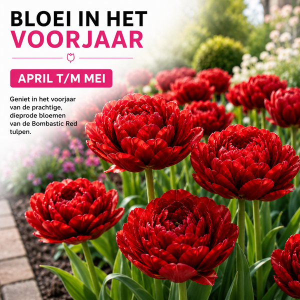 Tulpenbollen Bombastic Red Rode Pioentulp – Dubbelbloemig