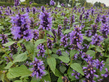 Agastache 'Blue Fortune' (6 stuks)