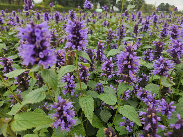Agastache 'Blue Fortune' (6 stuks)