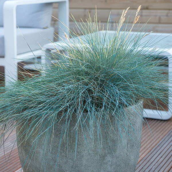 Festuca glauca 'Elijah Blue' (6 stuks)