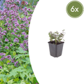Origanum laevigatum 'Herrenhausen' (6 stuks)