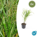 Hakonechloa macra (6 stuks)