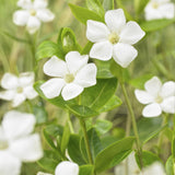 Vinca major 'Alba' (6 stuks)