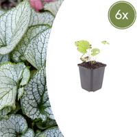 Verpakking — Brunnera macrophylla 'Jack Frost' (6 stuks)