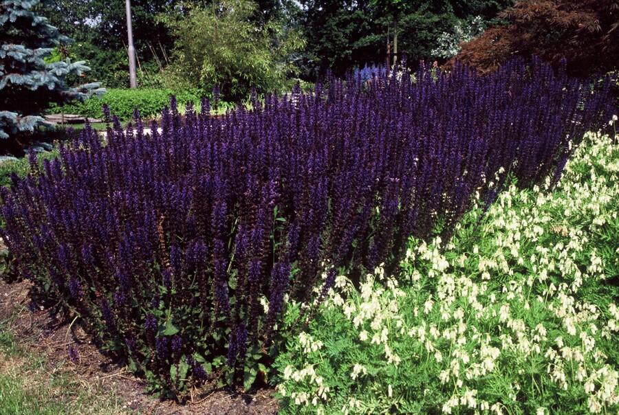 Salvia nemorosa 'Mainacht' (6 stuks)