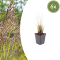 Calamagrostis brachytricha (6 stuks)