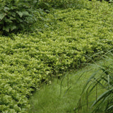 Pachysandra terminalis 'Green Carpet' (6 stuks)