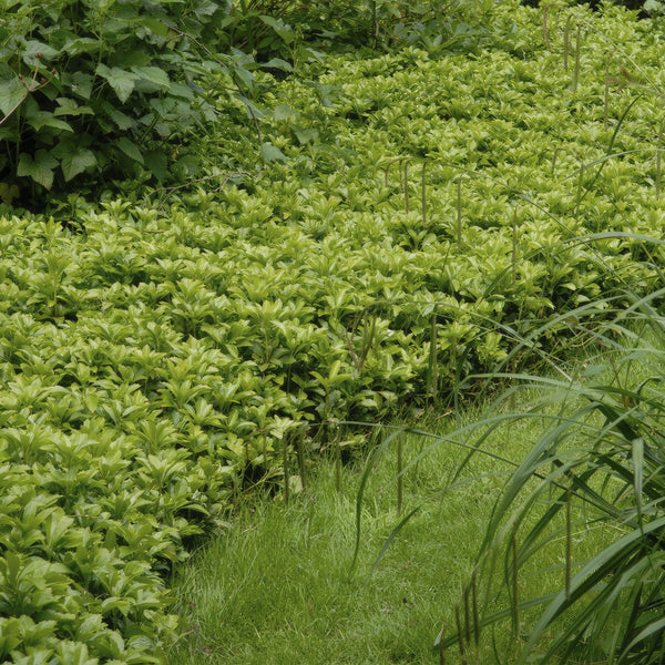 Pachysandra terminalis 'Green Carpet' (6 stuks)