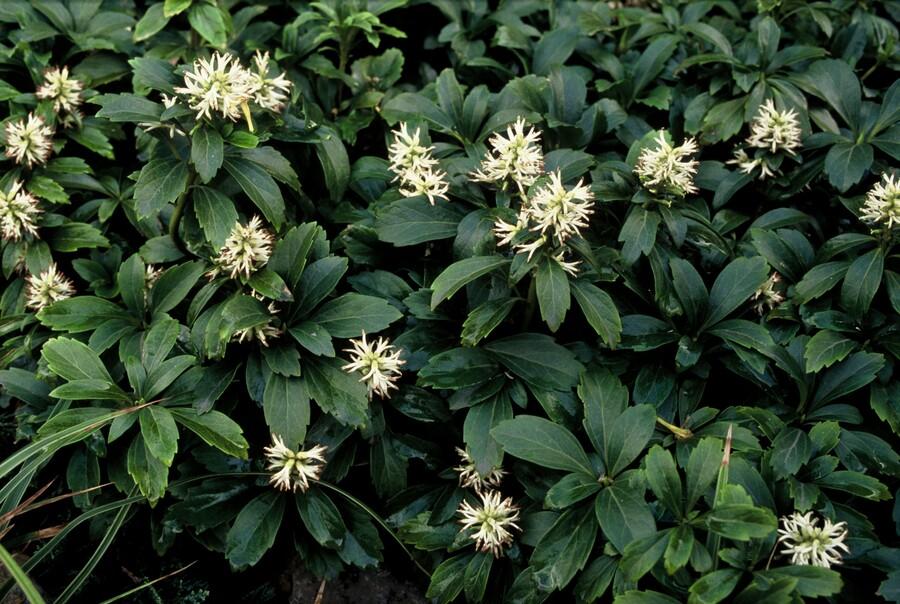 Pachysandra terminalis 'Green Sheen' (6 stuks)
