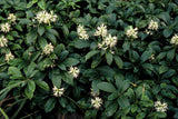 Pachysandra terminalis 'Green Sheen' (6 stuks)