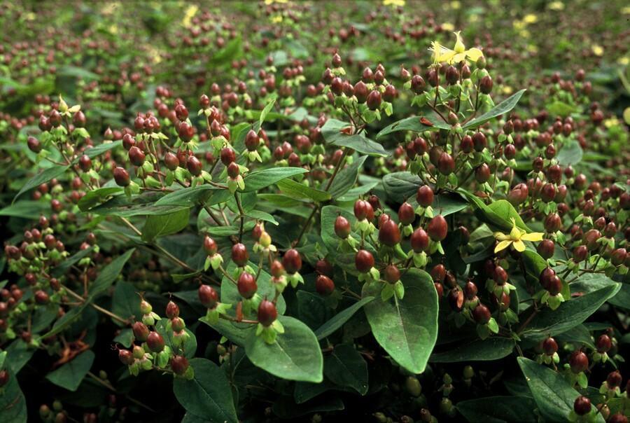 Hypericum inodorum 'Rheingold' (6 stuks)