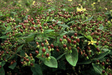 Hypericum inodorum 'Rheingold' (6 stuks)