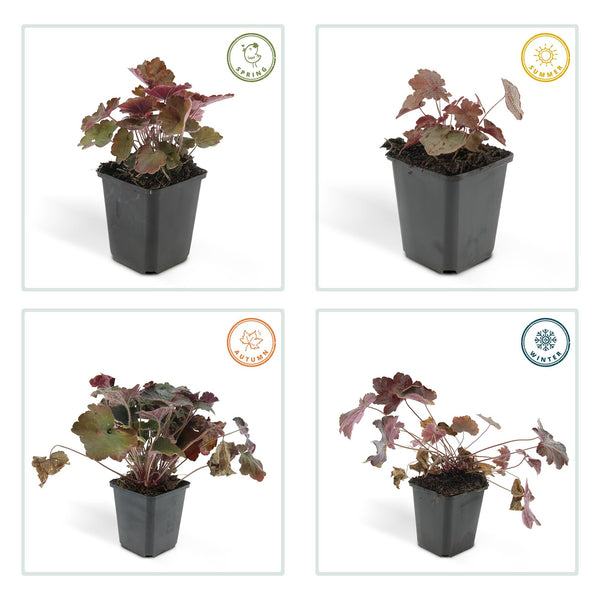 Heuchera micrantha 'Palace Purple' (6 stuks)
