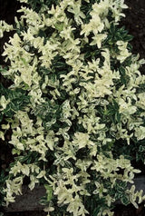 Euonymus fortunei 'Harlequin' (6 stuks)