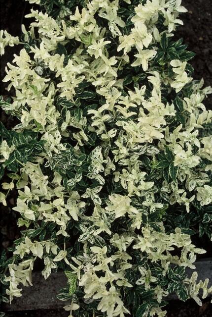 Euonymus fortunei 'Harlequin' (6 stuks)