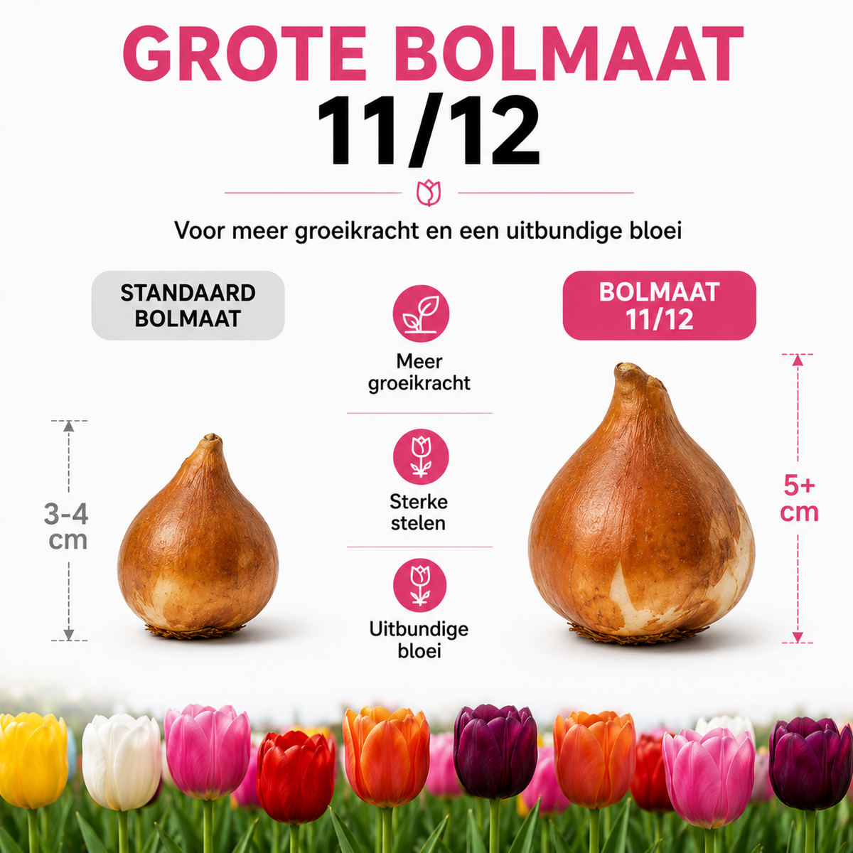 Tulpenbollen Mix - 20 Stuks - Winterhard - Maat 11/12