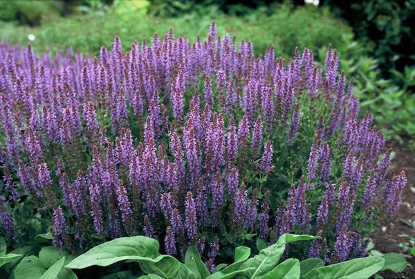 Salvia nemorosa 'Caradonna' (6 stuks)