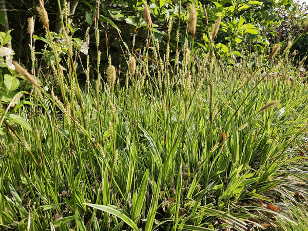 Carex morrowii 'Aureovariegata' (6 stuks)