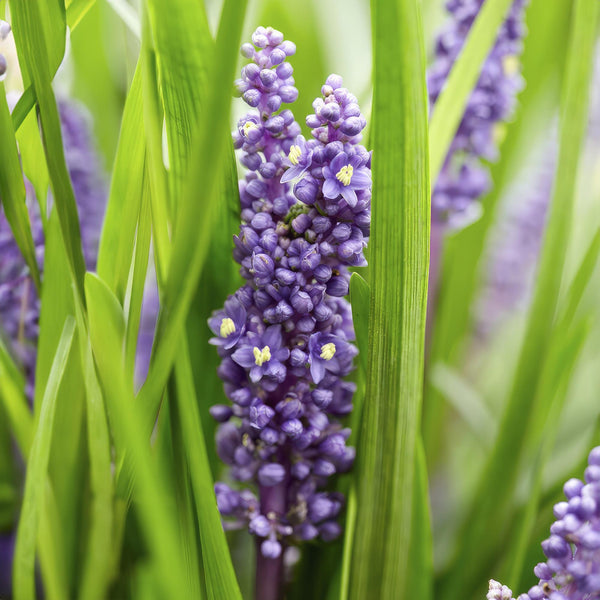 Liriope muscari 'Big Blue' (6 stuks)