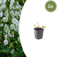 Verpakking — Geranium macrorrhizum 'White Ness' (6 stuks)