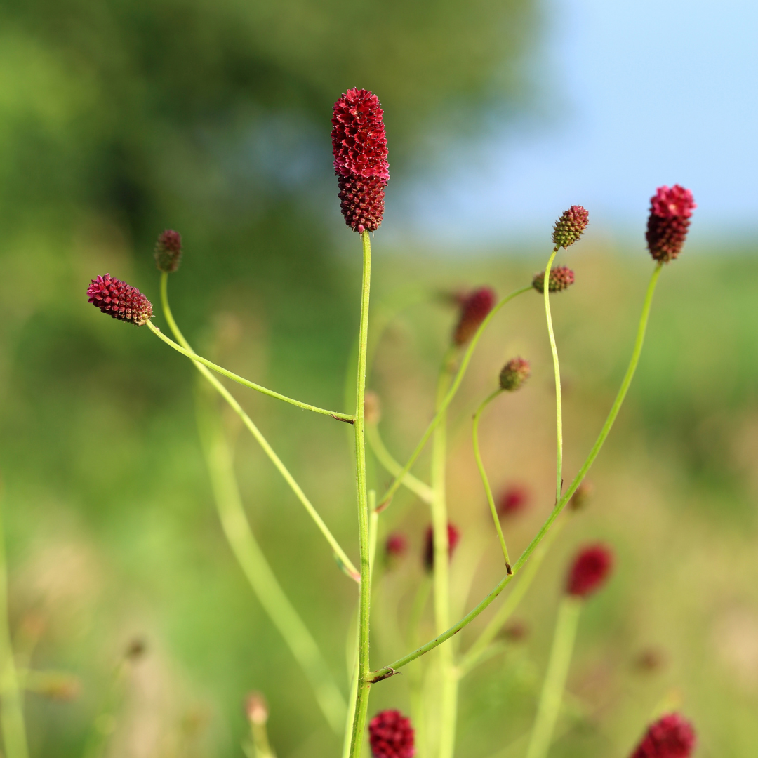 Sanguisorba officinalis 'Tanna' (6 stuks)