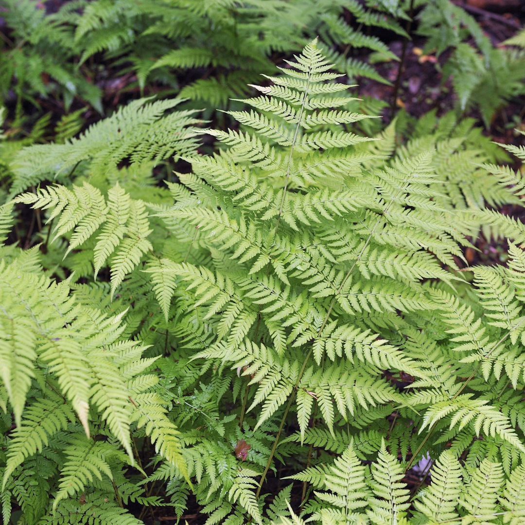 Dryopteris filix-mas (6 stuks)