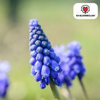 Verpakking — Muscari Bleu Moon 20 stuks