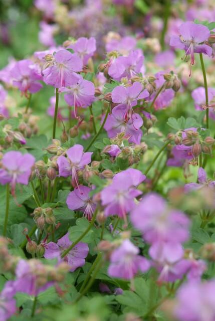 Geranium cantabrigiense 'Cambridge' (6 stuks)