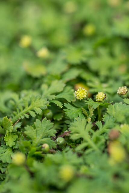 Leptinella squalida (6 stuks)