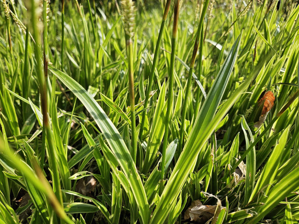 Carex morrowii 'Aureovariegata' (6 stuks)