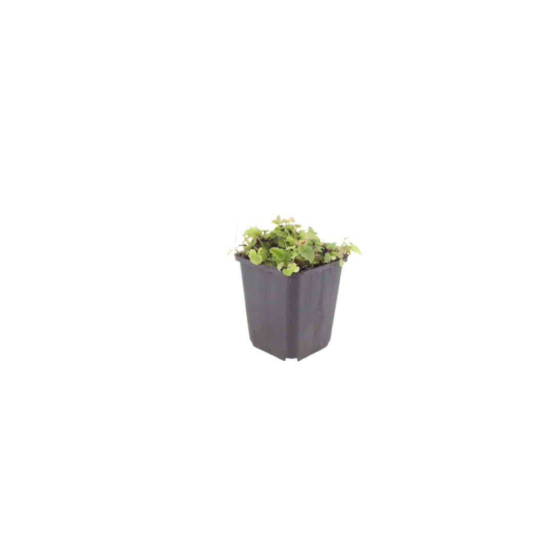Campanula poscharskyana (6 stuks)