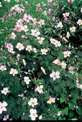 Anemone tomentosa 'Robustissima' (6 stuks)