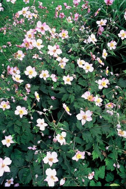 Anemone tomentosa 'Robustissima' (6 stuks)
