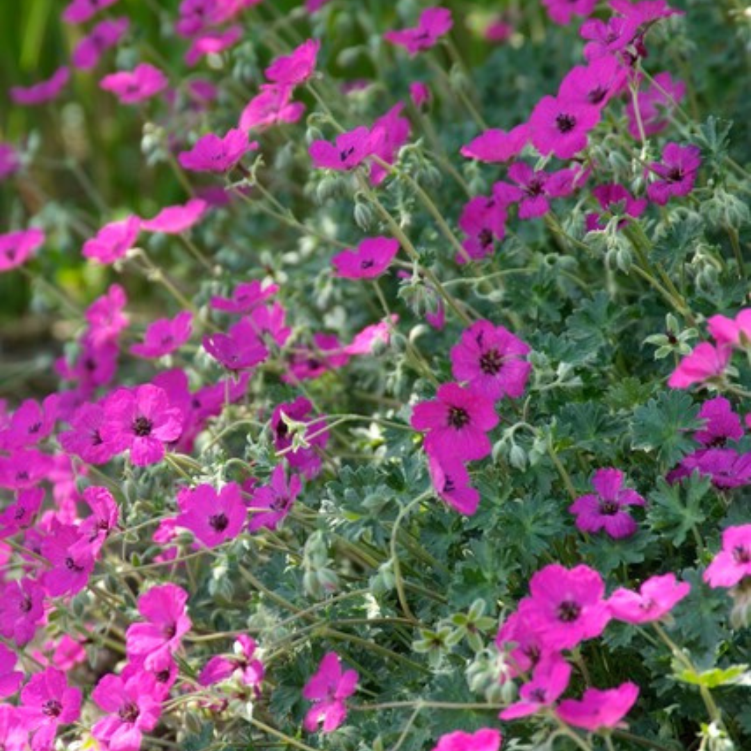 Geranium sanguineum 'Max Frei' (6 stuks)