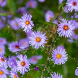 Aster frikartii 'Mönch' (6 stuks)
