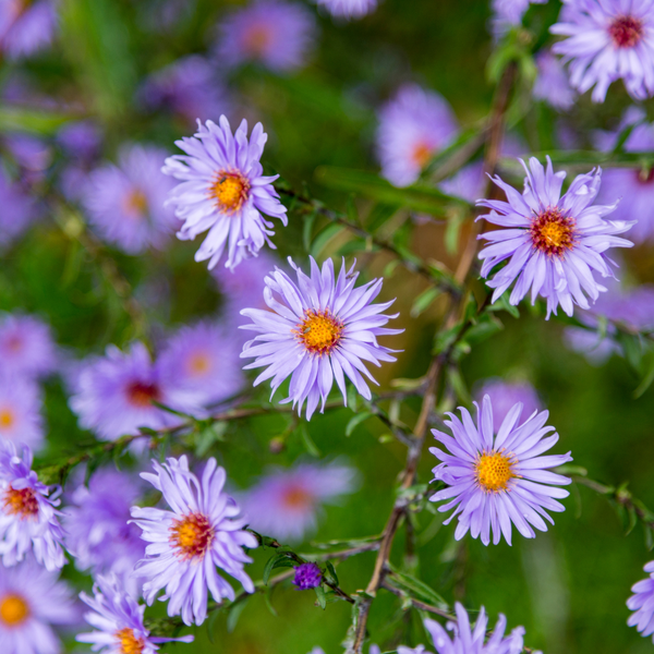 Aster frikartii 'Mönch' (6 stuks)