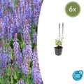 Salvia nemorosa 'Caradonna' (6 stuks)