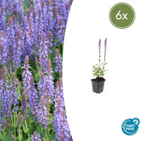 Verpakking — Salvia nemorosa 'Caradonna' (6 stuks)