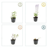 Salvia nemorosa 'Caradonna' (6 stuks)