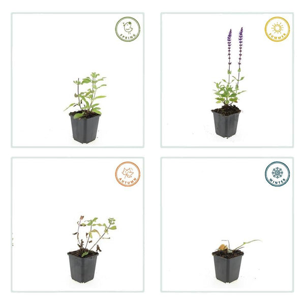 Salvia nemorosa 'Caradonna' (6 stuks)