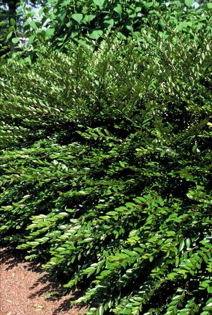 Lonicera pileata 'Purple Pearl' (6 stuks)