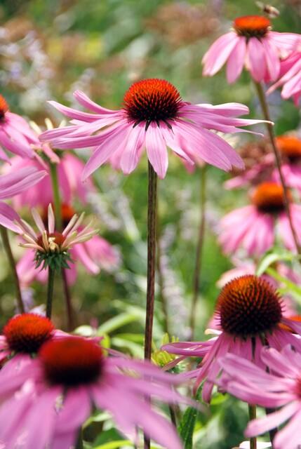 Echinacea purpurea 'Magnus' (6 stuks)