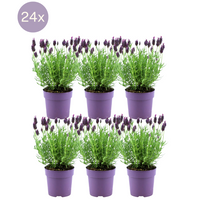 Verpakking — Lavandula stoechas 'Anouk' (24 stuks)